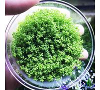 Enano Bebé lágrimas Hemianthus Callitrichoides vivir Acuario Plantas Tanque De Peces De Agua Dulce Vitro TC taza