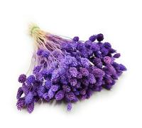 Enchanted Césped decorativo hierba seca hierba ornamental canario Phalaris flores secas naturales boho aprox. 100 unidades 80 g violeta