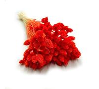 Enchanted Césped decorativo hierba seca hierba ornamental canario Phalaris flores secas naturales boho aprox. 100 unidades 80 g naranja
