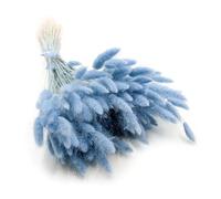Enchanted Césped decorativo hierba seca hierba ornamental cola de conejo lagurus ovatus hierba de terciopelo de conejito cola hierba seca flores naturales Boho 120 - 150 unidades 100 g Celeste