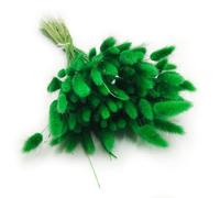 Enchanted Césped decorativo hierba seca hierba ornamental cola de conejo lagurus ovatus hierba de terciopelo de conejito cola hierba seca flores naturales Boho 120 - 150 unidades 100 g verde