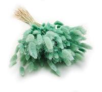 Enchanted Césped decorativo hierba seca hierba ornamental cola de conejo lagurus ovatus hierba de terciopelo de conejito cola hierba seca flores naturales Boho 120 - 150 unidades 100 g verde menta