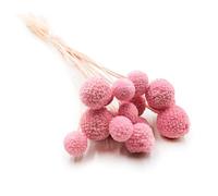 Enchanted Craspedia Extra - Ramo de flores secas secas - 15 unidades - hierba decorativa - rosa