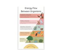 Energy Flow Between Organisms Classroom Poster Food Chain Chart Ecology Biology Decor for Middle School High School Producers Consumers Decomposers Teacher Resource Wall Art(Framed,08x12inch(20x30cm))