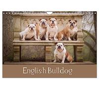 English Bulldog (Wall Calendar 2026 DIN A4 Landscape), CALVENDO 12 Month Wall Calendar