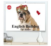 English Bulldog XXL Models (hochwertiger Premium Wandkalender 2026 DIN A2 quer), Kunstdruck in Hochglanz: Starke Bulldoggen Models in "High Fashion"!