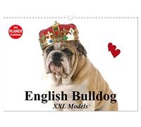 English Bulldog XXL Models (Wandkalender 2026 DIN A3 quer), CALVENDO Monatskalender: Starke Bulldoggen Models in "High Fashion"!
