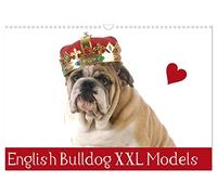 English Bulldog XXL Models (Wandkalender 2026 DIN A3 quer), CALVENDO Monatskalender: Starke Models in "High Fashion"!