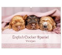English Cocker Spaniel Welpen (calendario de pared 2026 DIN A2 horizontal), CALVENDO Mensual: Mensual, Anual, Calendario de Cumpleaños (CALVENDO Animales)