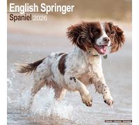 English Springer Spaniel (Euro) Calendar 2026 Square Dog Breed Wall Calendar - 16 Month