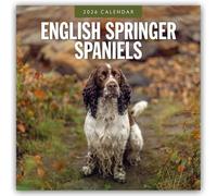 English Springer Spaniels 2026 Square Wall Calendar: Original Red Robin Publishing Ltd-Kalender [Mehrsprachig] [Kalender]