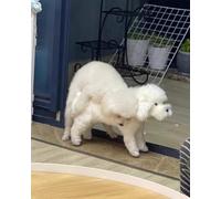 ENHEN Simulación de Apareamiento, Salud Sexual de Mascotas, Pareja, Juguetes Interactivos para Dormir Simulados con Celo, Muñeco de Peluche de Perro Masticable de Silicona Lavable(Height 32cm/13)