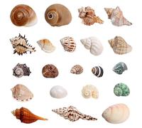 EnixwH 21 Piezas Conchas Marinas Mixtas Conchas de Mar Decoracion Adornos de Baño Caracola Natural para Rellenos Jarrones Fiesta Temática la Playa Decoración Bodas Manualidades