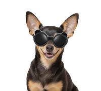 Enjoying Gafas para perro raza pequeña, protección UV, gafas de sol para chihuahua y razas muy pequeñas, para coche, antiviento, antipolvo, antivaho, transpirables, correas ajustables, panda negro