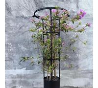Enrejado de metal para plantas trepadoras al aire libre, soporte de torre de obelisco de jardín de ternera, 120 cm, estaca de flor de rosa negra para decoración de patio y jardín