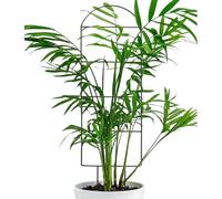 Enrejado para plantas en maceta, metal, ajustable, resistente al óxido | Estacas de soporte para plantas trepadoras para hiedra, clemátide, jazmín, pothos, flor de Monstera