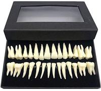Enseñanza dientes Modelo - 28 pcs modelo los dientes - Dientes modelo demostración - monocromo Permanente Teach Estudio de dientes del modelo estándar - para el estudio visualización Enseñanza,A