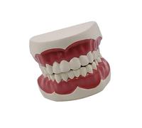 Enseñar dientes limpios modelo de enseñanza dientes estándar modelo adulto estándar typodont demostración prótesis