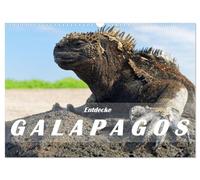 Entdecke Galapagos (Wandkalender 2026 DIN A3 quer), CALVENDO Monatskalender: Die Einzigartigkeit von Galapagos besteht in der Natur: Wilde ... Vulkane und dazu eine eindrückliche Tierwelt.