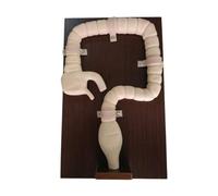 Entrenador de sigmoidoscopio, modelo de examen de colonoscopia, maniquí de enseñanza para enfermería y entrenamiento médico