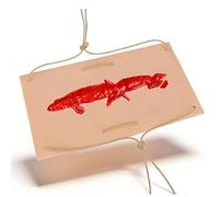 Entrenador portátil de empaquetamiento de heridas | Modelo de simulación de control de hemorragias para capacitación médica | Simulador de empaquetamiento de heridas por laceración(A)