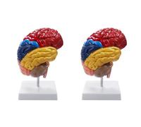 Eoslcusmvl 2X Modelo Anatómico Cerebral Anatomía 1: 1 Medio Cerebro Tallo Cerebral Suministros de Laboratorio de Enseñanza Médica