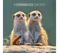 Erdmännchen 2024 - Broschürenkalender 30x30 cm (30x60 geöffnet) - Kalender mit Platz für Notizen - Suricates - Bildkalender - Wandkalender: Suricates