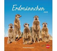 Erdmännchen Postkartenkalender 2026: Jeden Monat eine süße Postkarte. Fotokalender für Tierfreunde. Kleiner Tischkalender zum Aufstellen und Aufhängen im Postkartenformat.