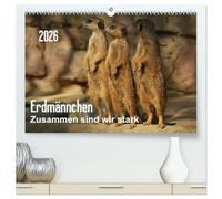 Erdmännchen - Zusammen sind wir stark / CH-Version (hochwertiger Premium Wandkalender 2026 DIN A2 quer), Kunstdruck in Hochglanz: Bilder vom Erdmännchen-Alltag