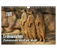 Erdmännchen - Zusammen sind wir stark / CH-Version (Wandkalender 2026 DIN A4 quer), CALVENDO Monatskalender: Bilder vom Erdmännchen-Alltag