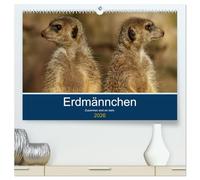 Erdmännchen - Zusammen sind wir stark (hochwertiger Premium Wandkalender 2026 DIN A2 quer), Kunstdruck in Hochglanz: Bilder vom Erdmännchen-Alltag