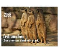 Erdmännchen - Zusammen sind wir stark (Wandkalender 2026 DIN A2 quer), CALVENDO Monatskalender: Bilder vom Erdmännchen-Alltag