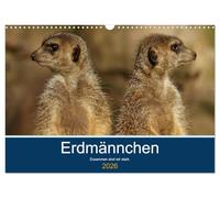 Erdmännchen - Zusammen sind wir stark (Wandkalender 2026 DIN A3 quer), CALVENDO Monatskalender: Bilder vom Erdmännchen-Alltag