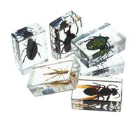 ERINGOGO 6 piezas Especímenes de Insectos de Transparentes Duraderas para Enseñanza y Colección Educativa Diversos Estilos para Exhibición y Estudio Científico