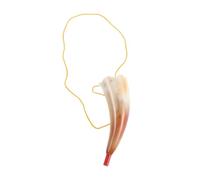 ERINGOGO Cuerno de Toro Vikingo Natural con Mango - Bocina Rústica para Animadoras y Eventos Deportivos - Cuerno de Carnaval Portátil con Textura Auténtica para Partidos de Fútbol