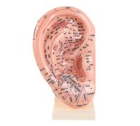 ERINGOGO Modelo de Oreja para Enseñanza de Reflexología Marcaciones Completas de Acupuntura, Estructura 3d de Pvc para Práctica en Escuela de Masaje
