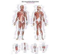 Erler-Zimmer AL100 - Póster del sistema muscular humano (70 x 100 cm, solo en inglés y alemán)