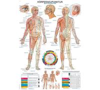 Erler-Zimmer AL110 - Tabla corporal de acupuntura