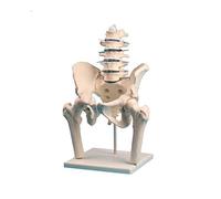 Erler Zimmer - Columna lumbar con pelvis y muslos (trípode rígido)