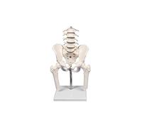 Erler Zimmer - Columna lumbar con platillos para demonstración, trípode flexible
