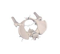 Erler Zimmer - Pelvis femenina con sacro, 2 lumbares y medias para muslos, flexible
