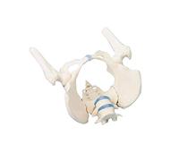 Erler Zimmer - Pelvis femenina con sacro (2 lumbares y muslos, rígida)