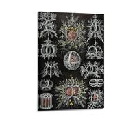 Ernst Haeckel (Biología Celular) Lienzo decorativo para pared, 60 x 90 cm