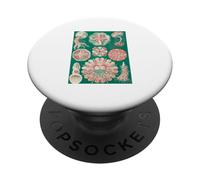 Ernst Haeckel Jellyfish Art - Medusa Biología Marina Vintage PopSockets PopGrip Adhesivo