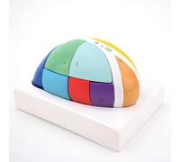 ERNZI Modelo De Tálamo del Cerebro Humano, Modelo De Neurociencia, Modelo De Ampliación De La Anatomía del Tálamo, 7 Partes Desmontables, para La Investigación En El Aula De Ciencias