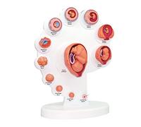 ERNZI Modelo Fetal 4D - Modelo De Proceso De Crecimiento De Órganos Fetales - Modelo De Desarrollo Embrionario Uterino Fetal - Anatomía Humana