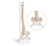 ERWEY Modelo de columna vertebral humana, modelo de esqueleto de columna vertebral con columna vertebral, pelvis, muslos, zócalo y soporte para la investigación médica en la enseñanza del aula-45cm