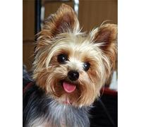 ESAAH DIY 5D Diamond painting Kit, Full Round Drill marrón yorkshire 25x30cm Kit pintura de diamantes para adultos,Rhinestone Bordado Diamante Arte imagen Artesanales Hogar Decoración pared (10x12in)