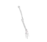 Escánula superior izquierda derecha de PVC de alta calidad, modelo de clavícula, hueso para enseñanza clínica y estudio de anatomía, herramienta de demostración de PVC, lado izquierdo y derecho