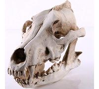Escultura de cráneo de lobo modelo de esqueleto de perro lobo simulación de cráneo de animales, modelo de calavera, hogar, oficina, bar, decoración de manualidades